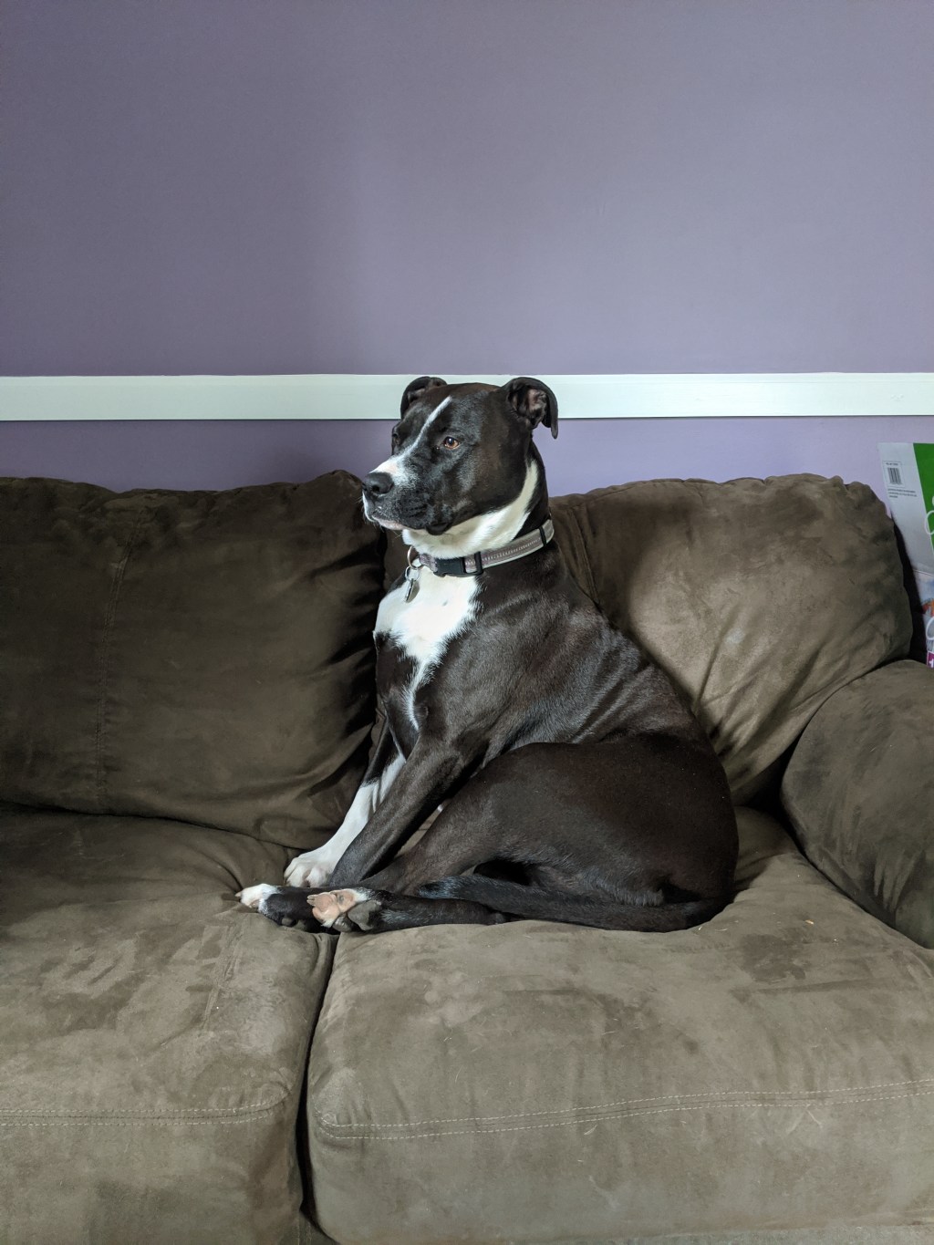 The Biography of Baroness Blossom&nbsp;Sirius