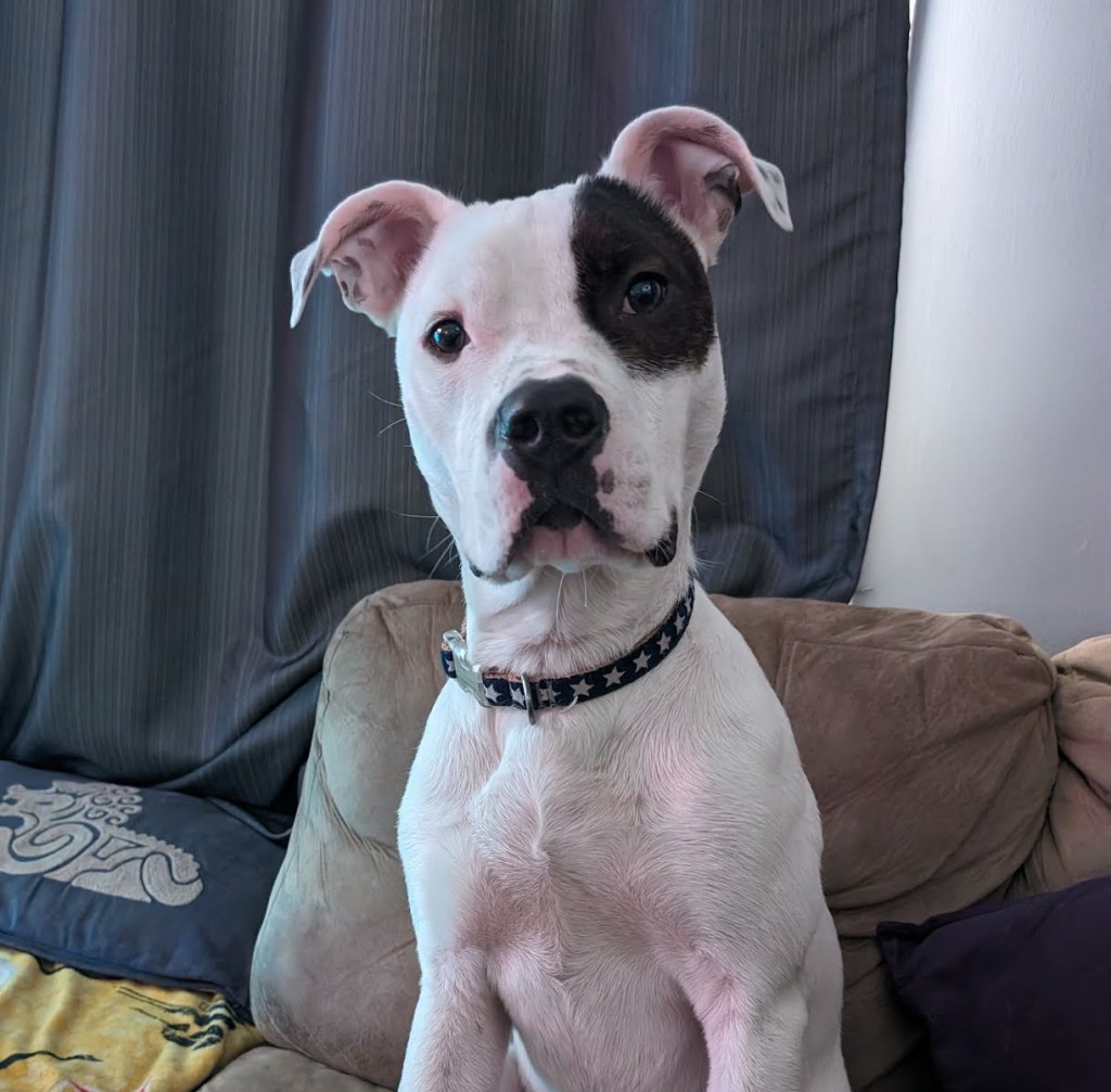 The Biography of Sir Finan The&nbsp;Agile